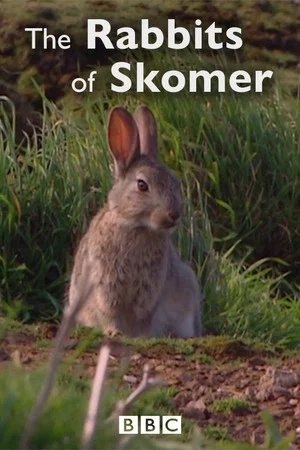 Постер: The Rabbits of Skomer
