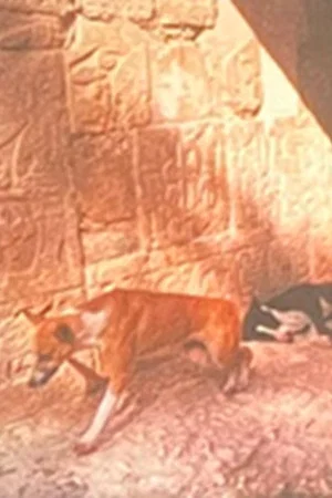 Постер: God The Pugilist
