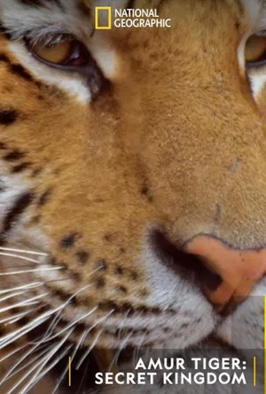 Постер: Siberian Tiger, The Secret Kingdom