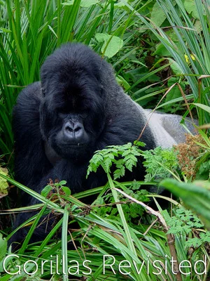 Постер: Gorillas Revisited with Sir David Attenborough