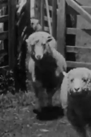 Постер: Sheep Coming Through Chute, Humuula Ranch, Hawaii