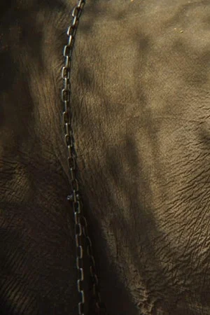 Постер: Memory of the Blind Elephant