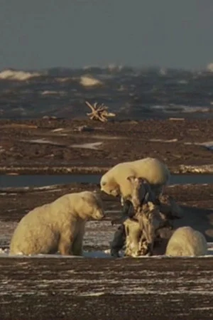 Постер: Ice Bears of the Beaufort