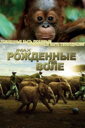 Постер: Рожденные на воле