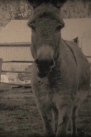Постер: Donkeys
