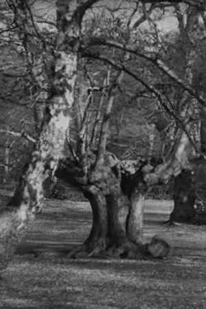 Постер: Burnham Beeches