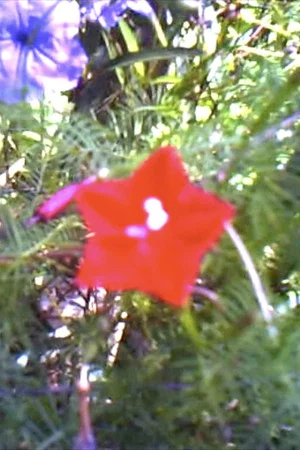 Постер: Flowers & Banana Wind