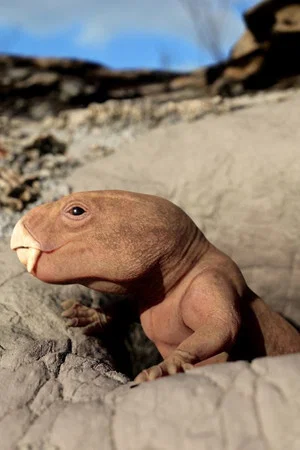 Постер: Mammal Origins