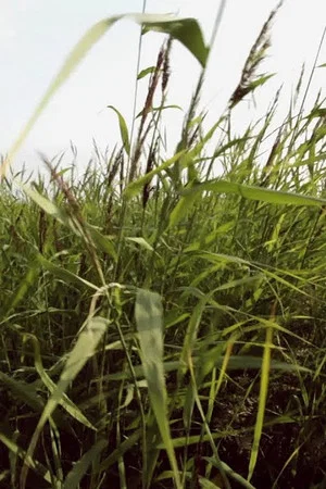 Постер: Reed