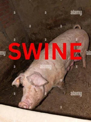 Постер: Swine