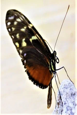 Постер: The Butterfly Effect