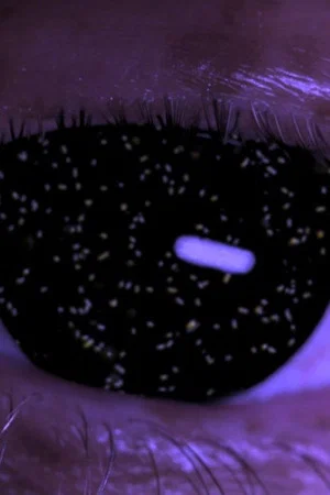 Постер: Holobiont