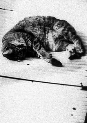 Постер: Cat