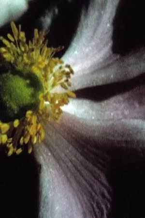 Постер: Jardin d'été