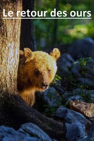 Постер: The Return of the Bears