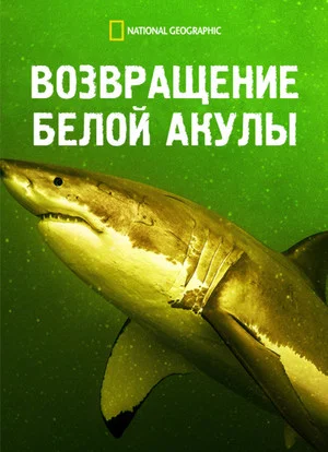 Постер: Возвращение белой акулы
