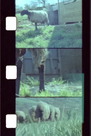 Постер: Sheep Reels 1-7