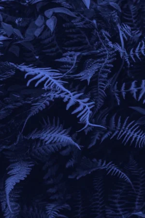 Постер: Elastic Jungle