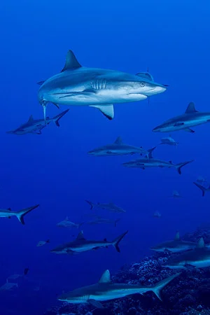 Постер: Shark Swarm