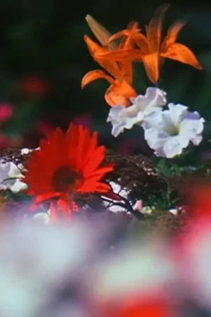 Постер: Fleurs