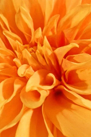 Постер: Floral Yearnings