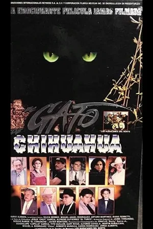 Постер: El gato de Chihuahua