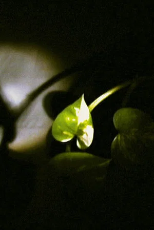 Постер: Floating Leaf