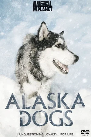 Постер: Alaska Dogs