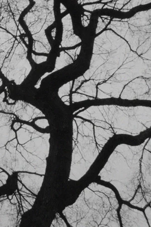 Постер: The Tree