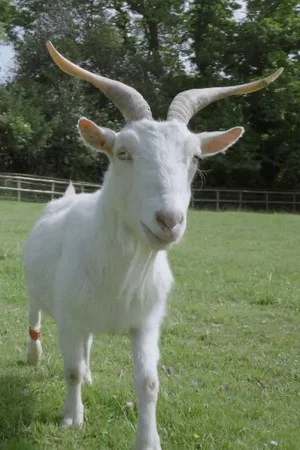 Постер: Smart as a Goat