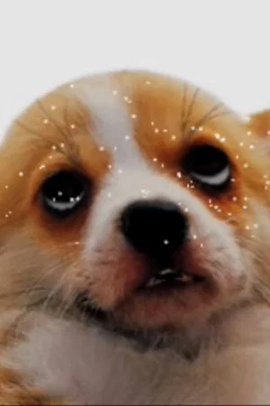 Постер: puparazzi