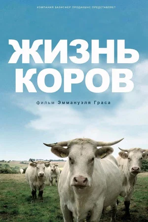 Постер: Жизнь коров