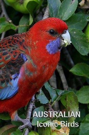 Постер: Australian Iconic Birds