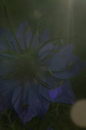 Постер: The Blue Flower