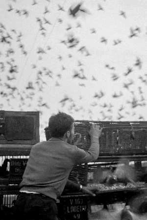 Постер: Birds
