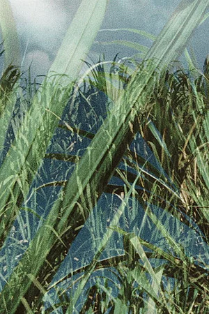 Постер: KMK Cane