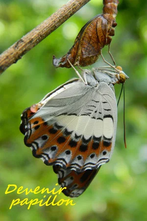 Постер: Devenir papillon