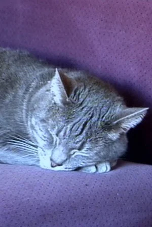Постер: Nine Lives (The Eternal Moment of Now)