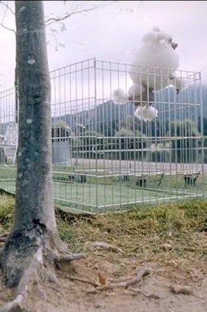 Постер: About Dogs And People