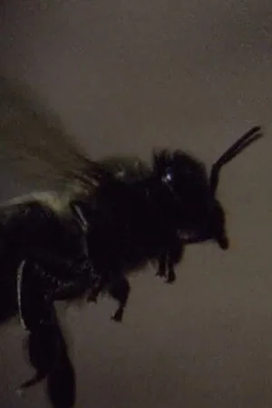 Постер: Those Animals That, at a Distance, Resemble Flies