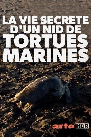 Постер: Turtle Beach