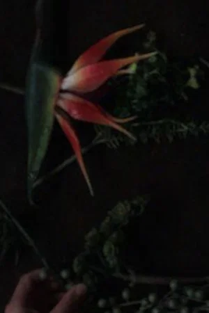 Постер: still life composition 'an accompaniment for life'