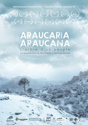 Постер: Araucaria Araucana