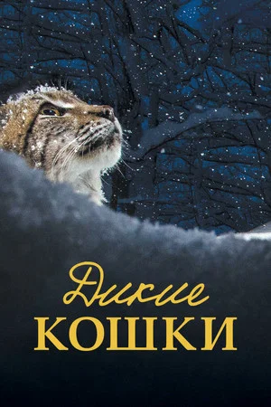 Постер: Дикие кошки