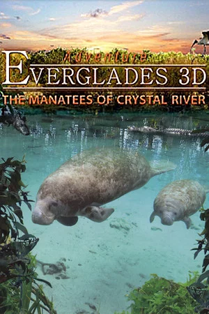 Постер: Adventure Everglades 3D - The Manatees of Crystal River