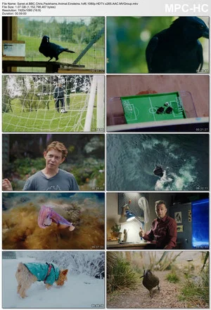 Постер: Chris Packham's Animal Einsteins