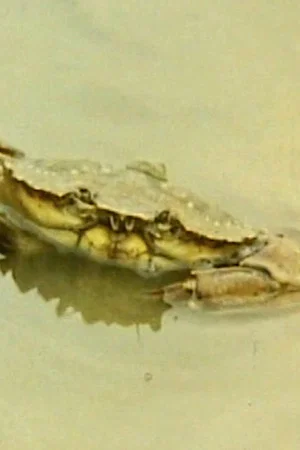 Постер: L'enfouissement du crabe