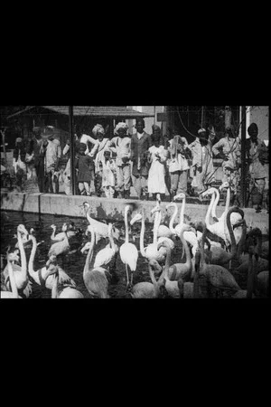 Постер: Indian Scenes