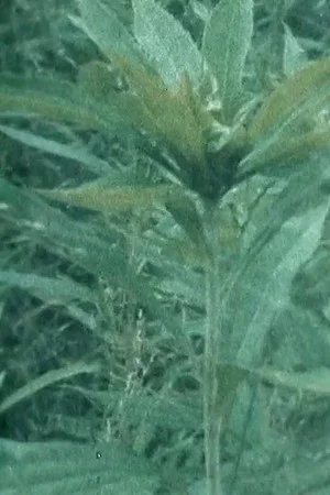 Постер: Doris' Garden