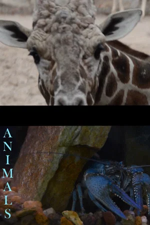 Постер: Animals